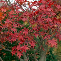 Bordo do Japo 'Bloodgood'